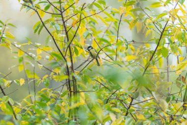 A great tit bird between foliage of a bush during early autumn.