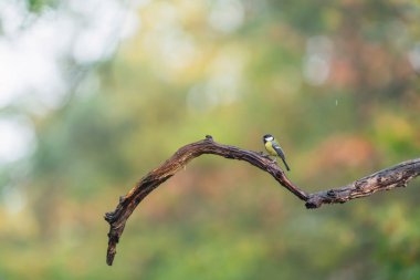 A great tit on wet branch in an autumn forest.