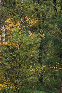 Early autumn forest with birches with yellow colored leaves.