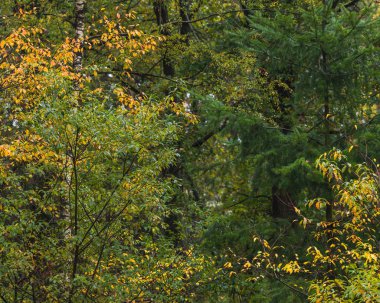 Early autumn forest with birches with yellow colored leaves.