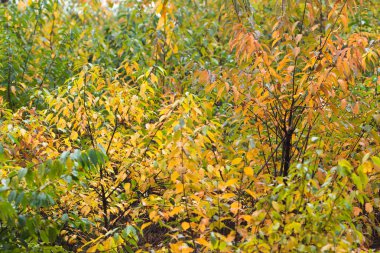 Bushes with yellow colored foliage in early fall.