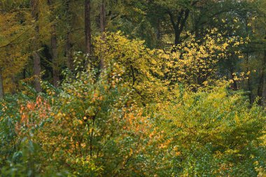 Woodland with yellow colored foliage during early fall.