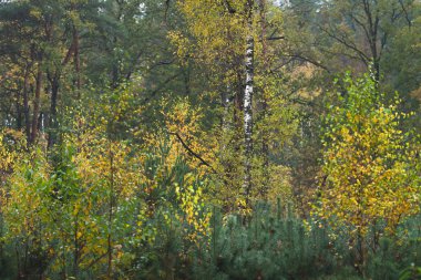 Woodland with yellow colored foliage during early fall.
