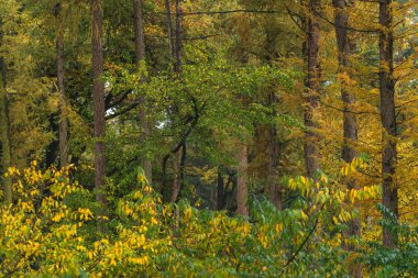Woodland with yellow colored foliage during early fall.