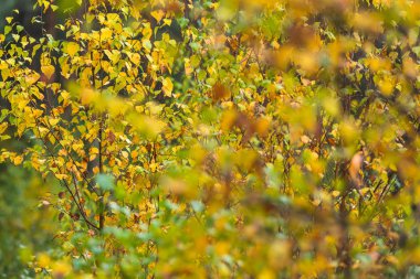 Bushes with yellow colored foliage in early fall.
