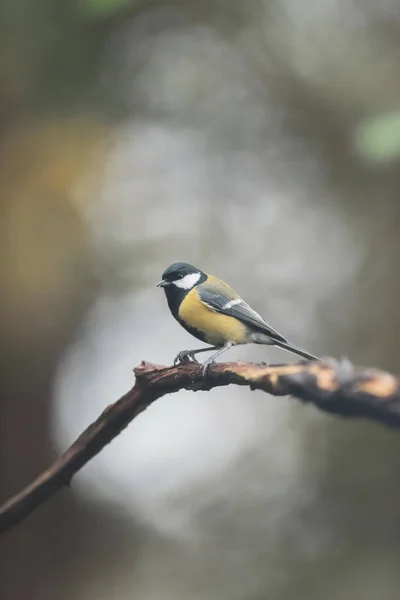 Great tit on a branch in autumn forest. — Stock Photo, Image