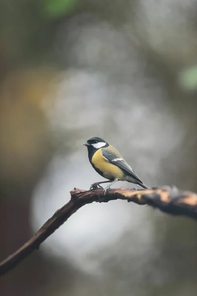 Great tit on a branch in autumn forest. — ストック写真