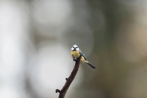 Blue tit on a branch in autumn forest. — Stok fotoğraf