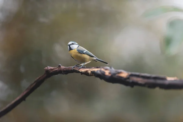 Blue tit on a branch in autumn forest. — Stock Photo, Image