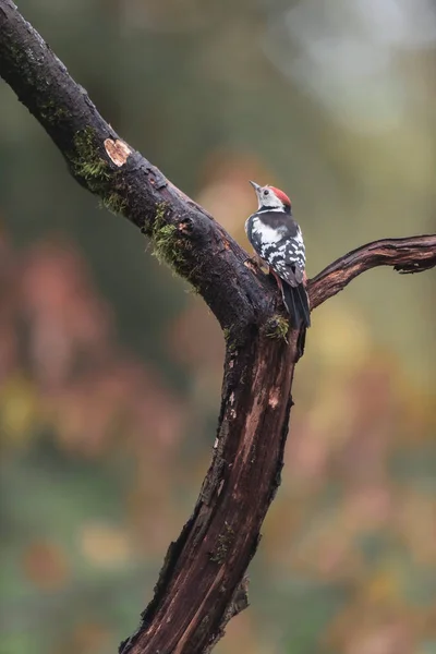 Great spotted woodpecker in a tree in autumn woods. — ストック写真