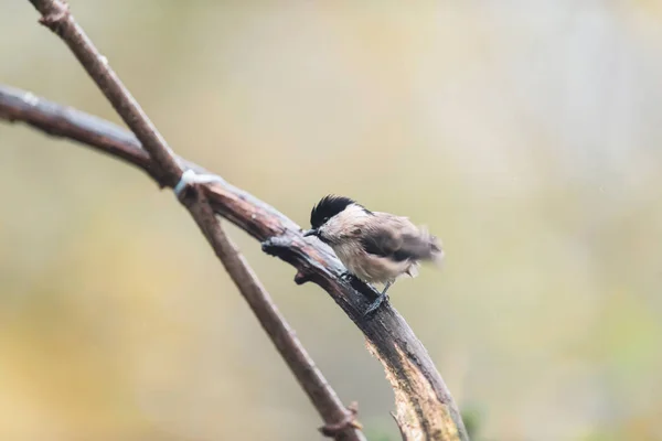 Coal tit on a branch in autumn forest. — Stok fotoğraf