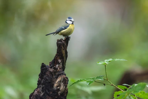 Blue tit on a tree stump in autumn woods. — Stok fotoğraf