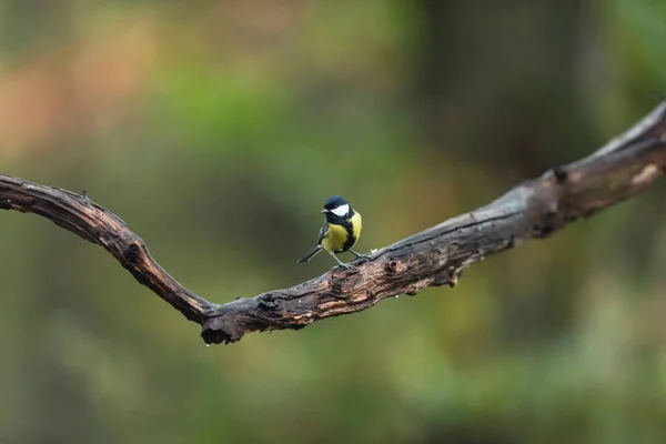 Gran teta en una rama en los bosques de otoño . —  Fotos de Stock