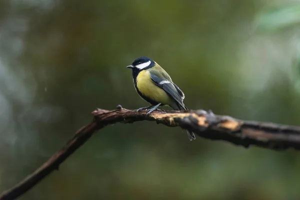 Great tit on a branch in autumn woods. — 图库照片