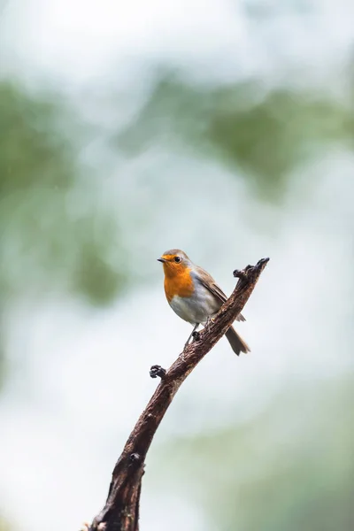 Červený červený prsní pták sedící na větvi. — Stock fotografie