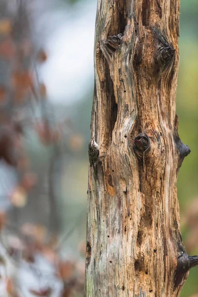 Korte tenen boomkruiper in een dode boomstam. — Stockfoto