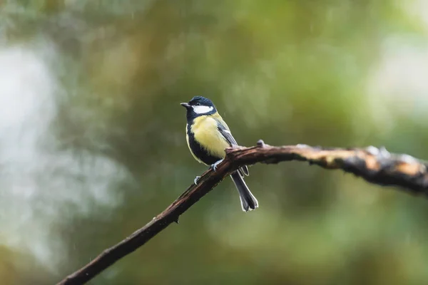 A great tit bird perched on a tree branch. — Stok fotoğraf