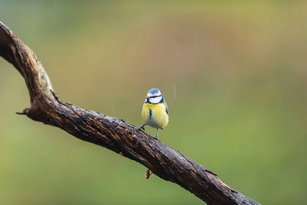 A blue tit bird perched on a tree branch. — 图库照片