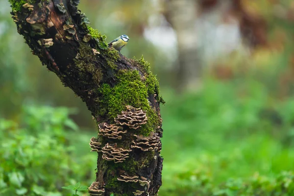 A blue tit perched a mossy tree trunk. — Stok fotoğraf