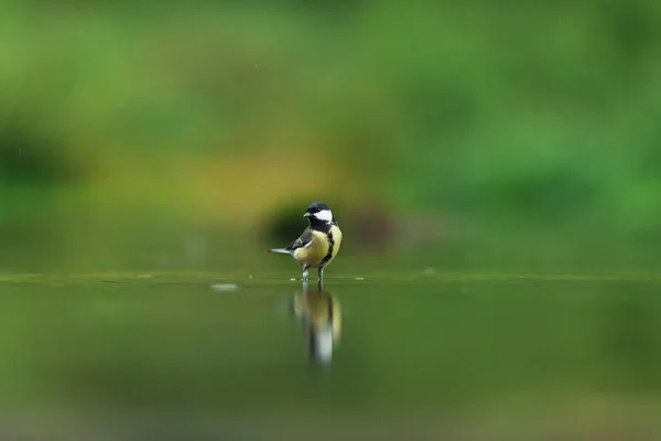 A great tit in a forest pond. — Stock Photo, Image