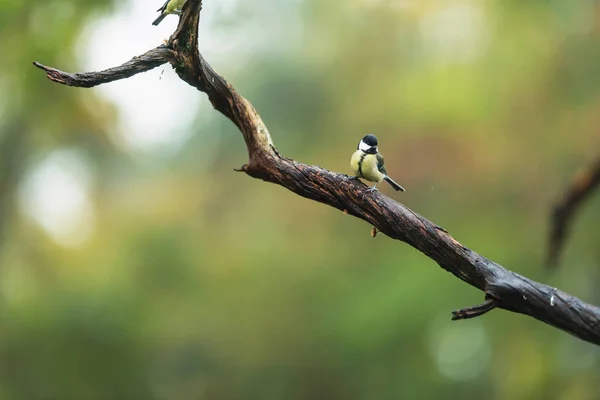A great tit on a wet branch in a forest. — ストック写真