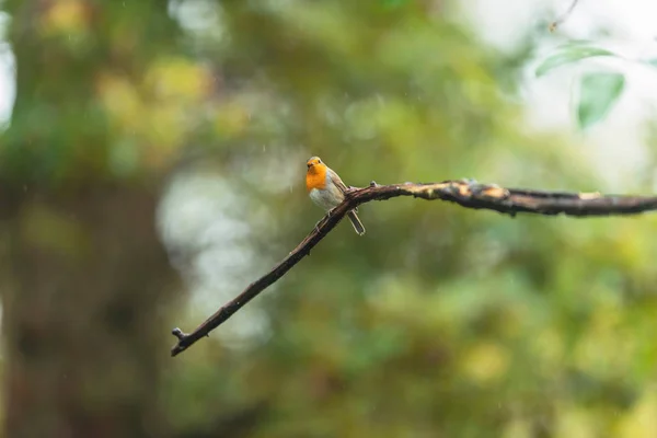 Un pájaro de pecho rojo en una rama húmeda en un bosque otoñal . — Foto de Stock