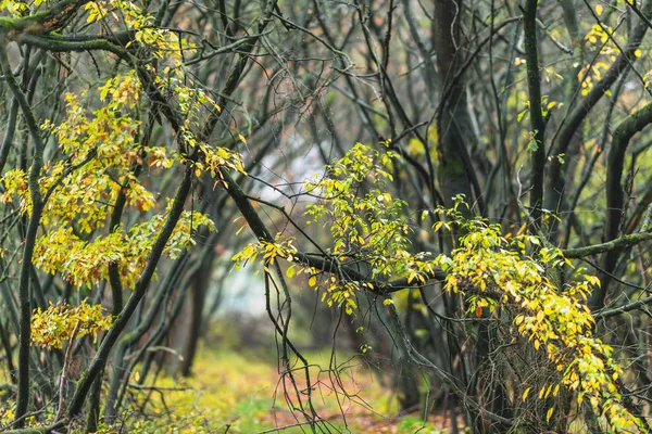 Закручені дерева з жовтим листям восени . — стокове фото
