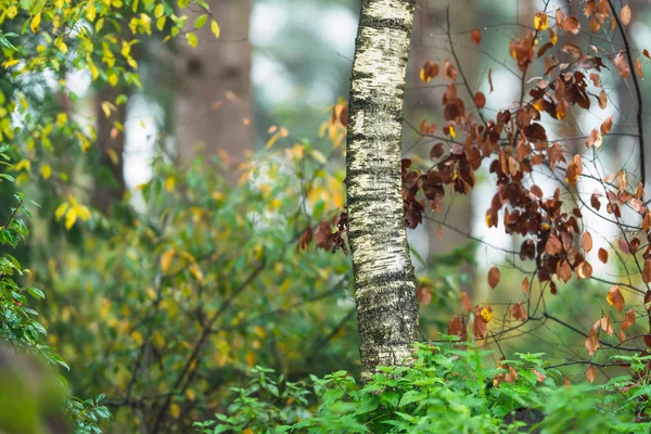Berkenstam tussen struiken in een herfstbos. — Stockfoto