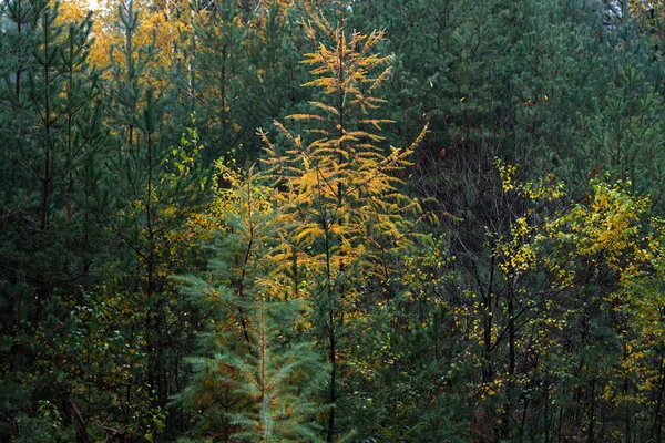 Early autumn forest with with yellow colored fir trees. — Stockfoto