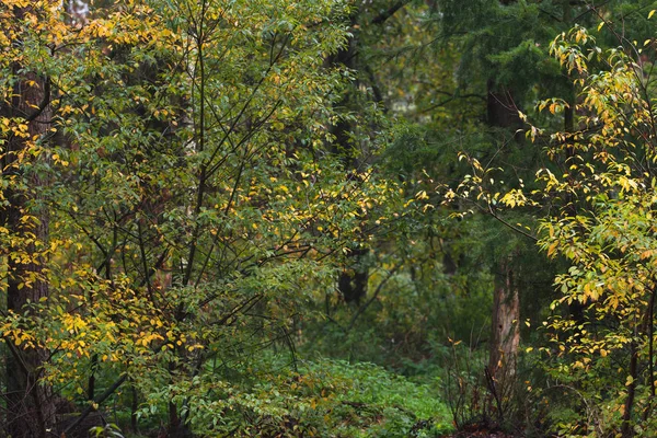 Early autumn forest with birches with yellow colored leaves. — Stock Photo, Image