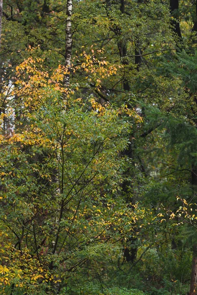 Early autumn forest with birches with yellow colored leaves. — Stock Photo, Image