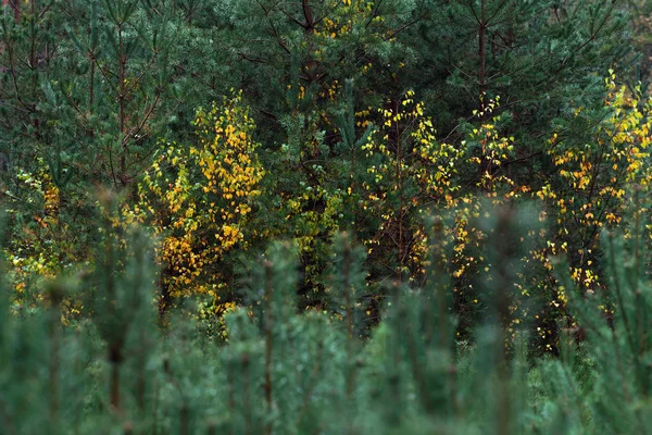 Floresta de abeto com bétulas de cor amarela no outono . — Fotografia de Stock