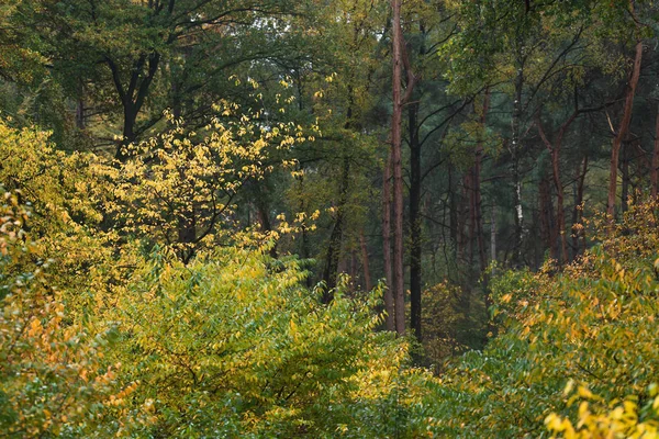 Woodland with yellow colored foliage during early fall. — Stock Photo, Image