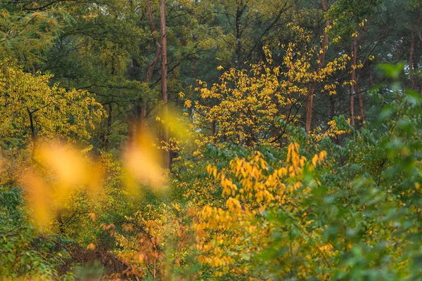 Woodland with yellow colored foliage during early fall. — 图库照片