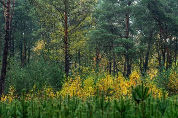 Woodland com folhagem de cor amarela durante o início do outono . — Fotografia de Stock