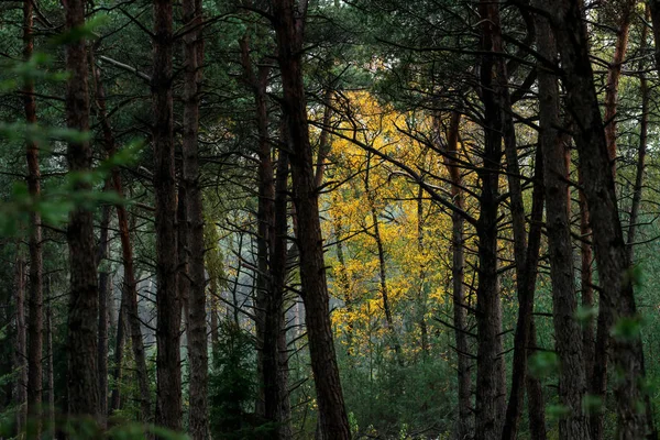 Woodland com folhagem de cor amarela durante o início do outono . — Fotografia de Stock