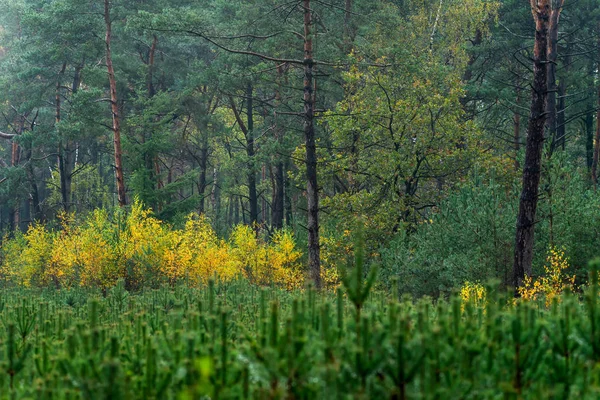 Woodland com folhagem de cor amarela durante o início do outono . — Fotografia de Stock