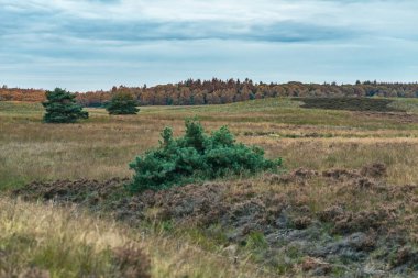 Bulutlu gökyüzünün altında çam ağaçları olan tepeli çayırlar.