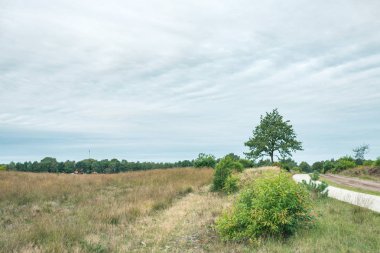 Bulutlu gökyüzünün altındaki ağaçlarla dağlık çayırlarda yol.