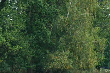 Sonbaharın başlarında yeşil yapraklı bazı sarı yapraklar..