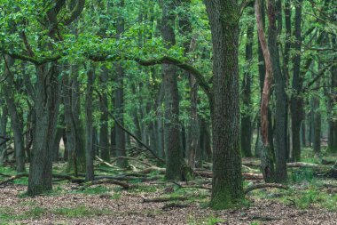 Sonbaharın başlarında ağaçlık alanda yaşlı yosunlu ağaç gövdesi.