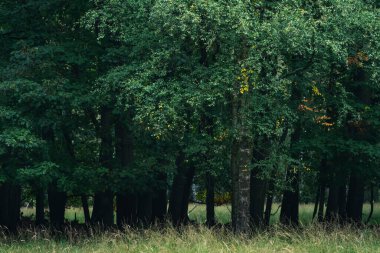 Sonbaharın başlarında yaprakları sarı olan huş ağaçları.
