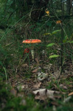 Orman zeminindeki çimenler arasında kırmızı ve beyaz noktalı mantar..