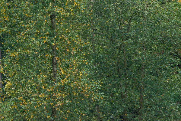Some yellow colored leaves in green foliage during early fall. — Stock Photo, Image