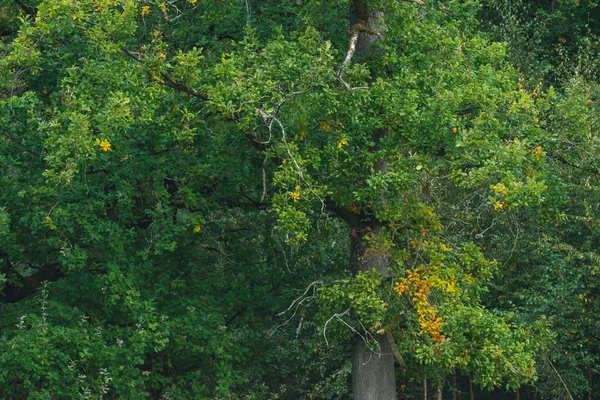 Деякі жовті листя в зеленому листі під час ранньої осені . — стокове фото