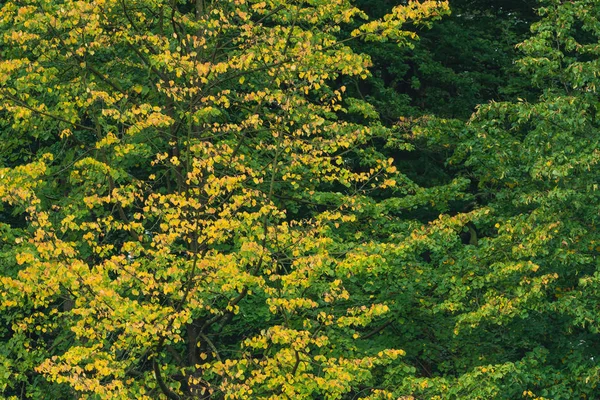 Žluté a zelené zeleň v lese na začátku podzimu. — Stock fotografie