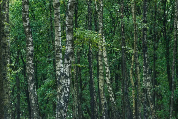 初秋森林里的桦树树干. — 图库照片