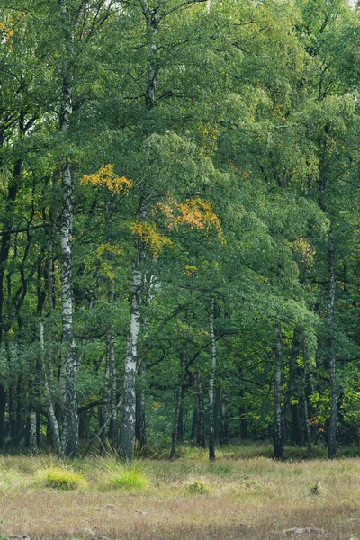早伐时林地中长有黄叶的桦树 — 图库照片