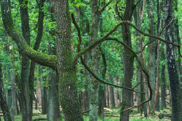 Старий мохоподібний стовбур дерева в лісі на початку осені . — стокове фото