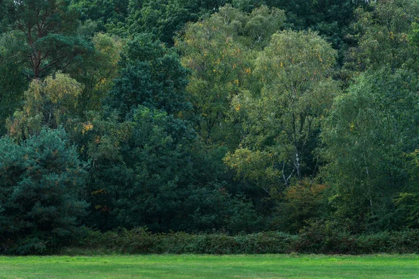 Några gula färgade blad mellan gröna blad i början av hösten. — Stockfoto